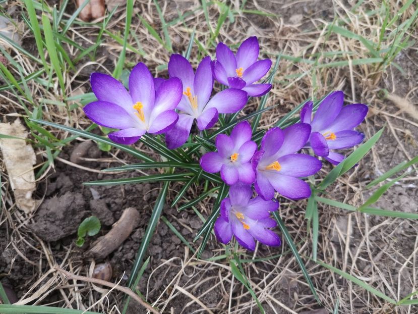  - Gradina flori 2025