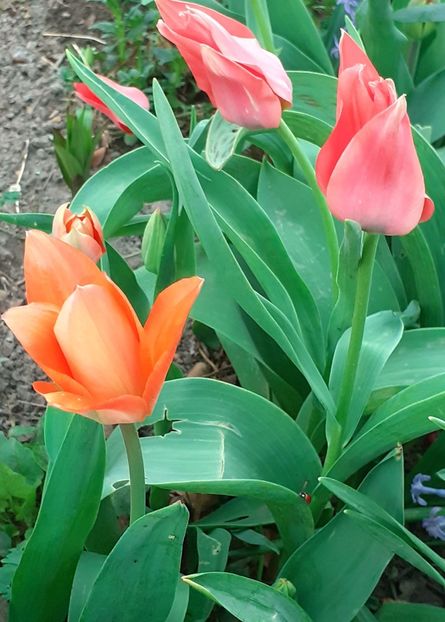 20220408_184234(0) - APRILIE
