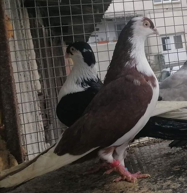  - Porumbei care mi-au aparținut 2