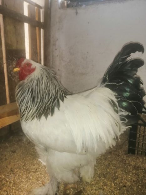  - Brahma herminat deschis 2022 matca