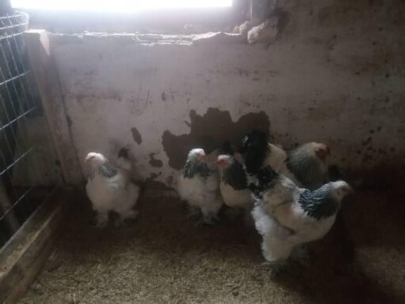  - Brahma herminat deschis 2022 matca