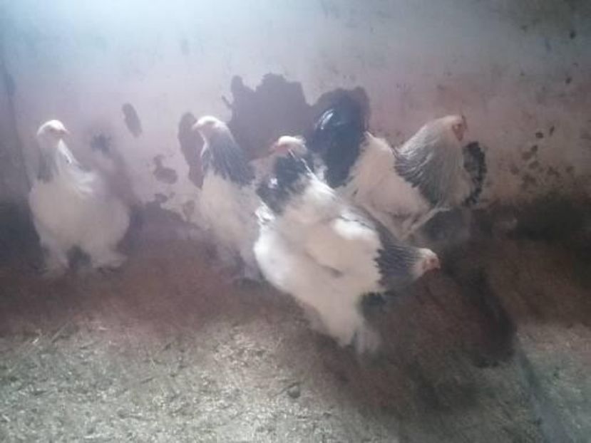  - Brahma herminat deschis 2022 matca