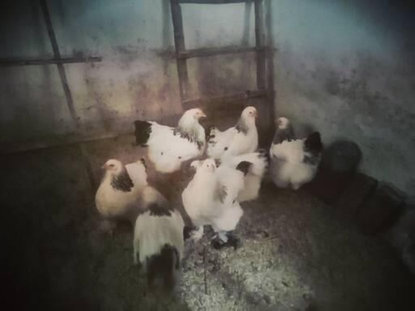  - Brahma herminat deschis 2022 matca