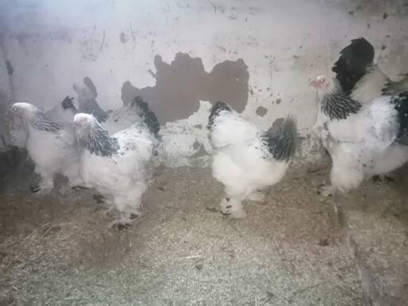  - Brahma herminat deschis 2022 matca