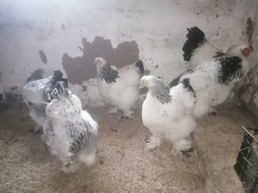  - Brahma herminat deschis 2022 matca