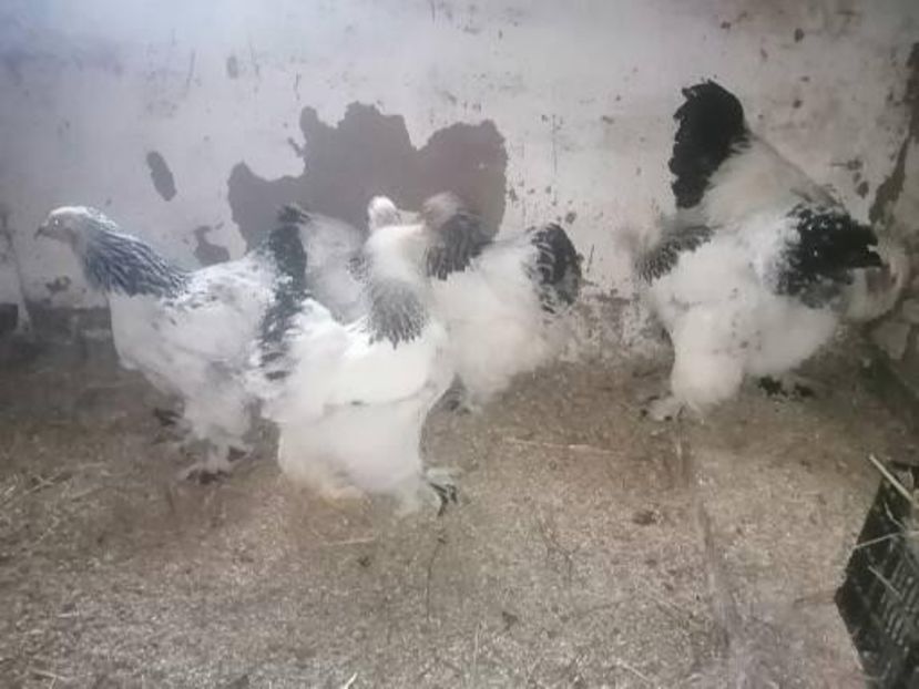  - Brahma herminat deschis 2022 matca