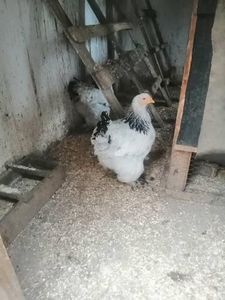  - Brahma herminat deschis 2022 matca