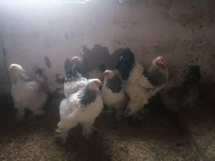  - Brahma herminat deschis 2022 matca