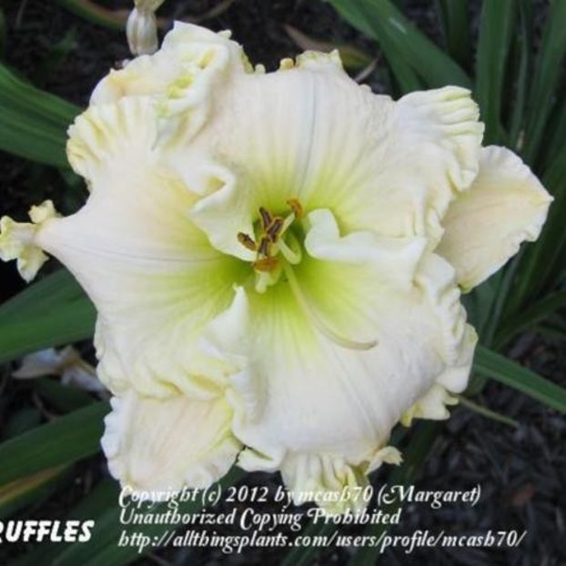 Alpine Ruffles 2 - bloomed - Boitzer - 2022