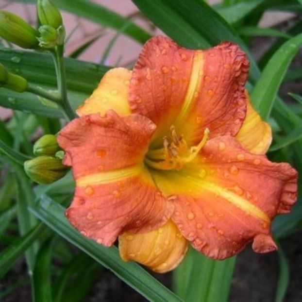 Boitzer Mandarin 2 - bloomed - Boitzer - 2022