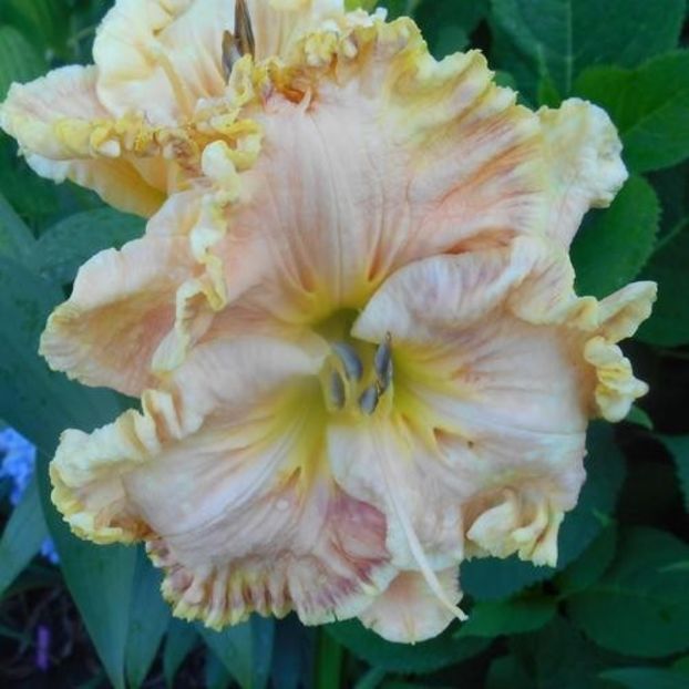 Bonibrae Heartbreaker 2 - bloomed - Boitzer - 2022