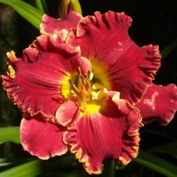 Coming Alive B - bloomed - Boitzer - 2022