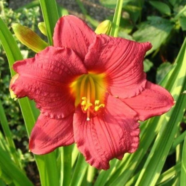 Cranberry Baby 2 - bloomed - Boitzer - 2022