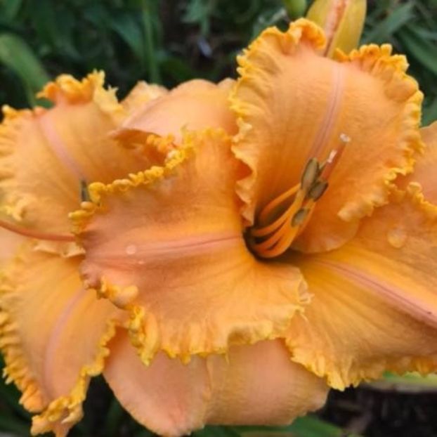 Crown Of Creation - bloomed - Boitzer - 2022