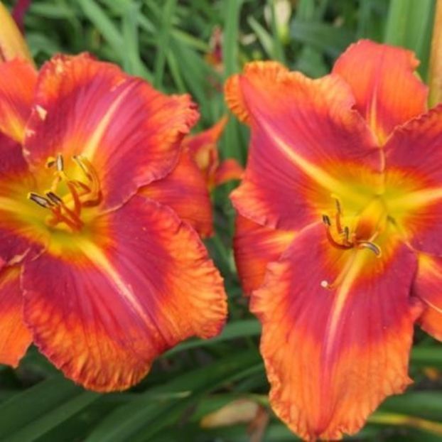Dynamite Bright 2 bloomed - Boitzer - 2022