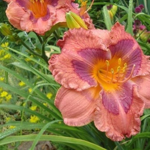 Lilylands Fried Egg - bloomed - Boitzer - 2022
