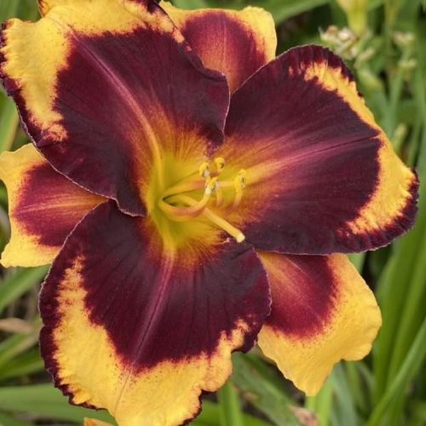 Magnify The Lord 1 - bloomed - Boitzer - 2022