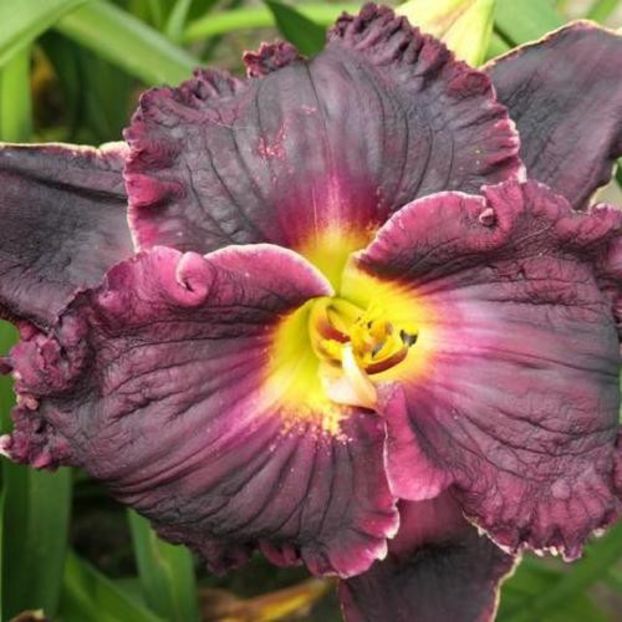 Midnight Crush 1 - bloomed - Boitzer - 2022