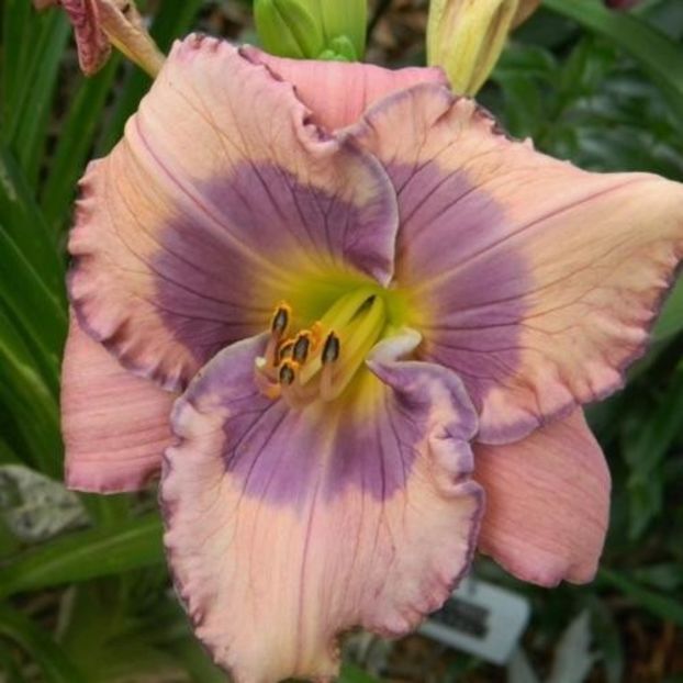Orchid Elegance 2 - bloomed - Boitzer - 2022