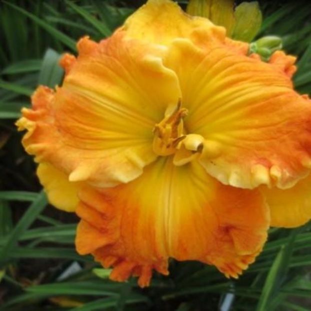 Over Heated 1 - bloomed - Boitzer - 2022