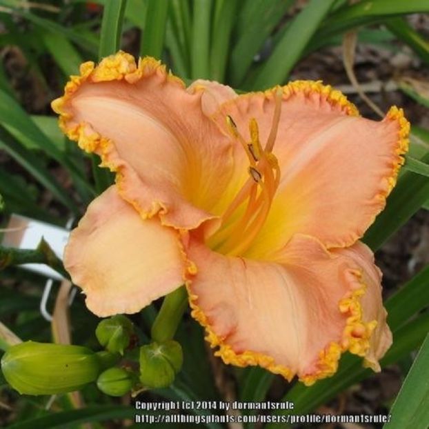Piaffe 1 - bloomed - Boitzer - 2022