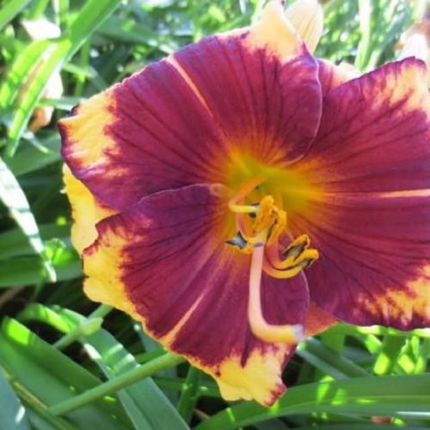 Regal Shield 2 - bloomed - Boitzer - 2022