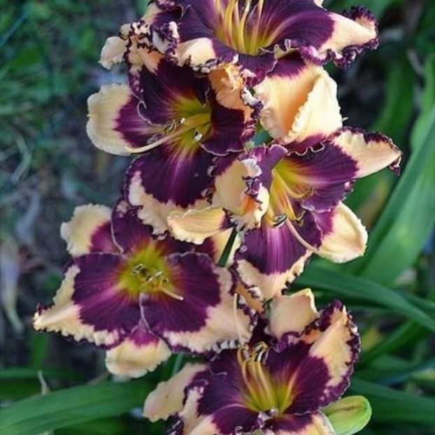 Sabine Baur 2 - bloomed - Boitzer - 2022