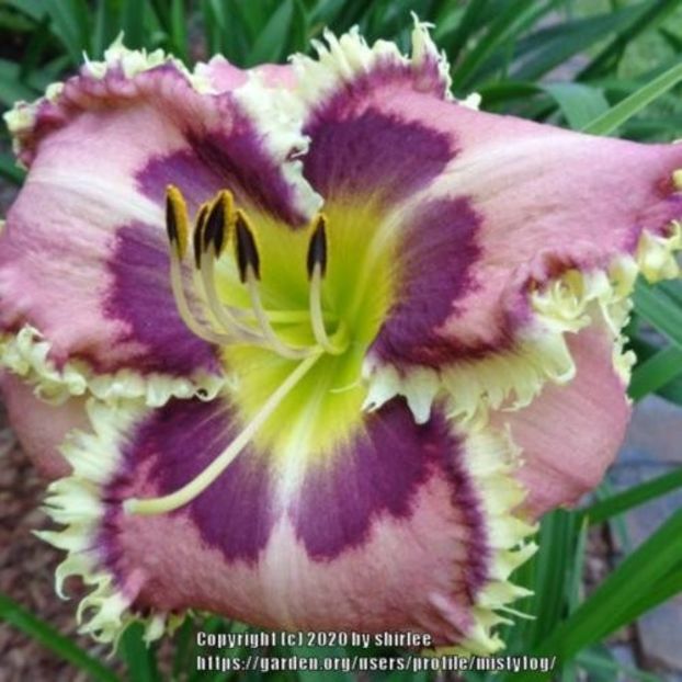 Spinefeld 2 - bloomed and lost - Boitzer - 2022