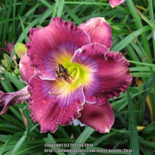 What A Relief done - bloomed - Boitzer - 2022