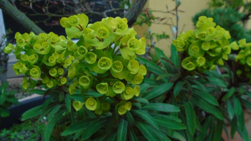Euphorbia amygdaloides - Primavara 2021-2022-2023