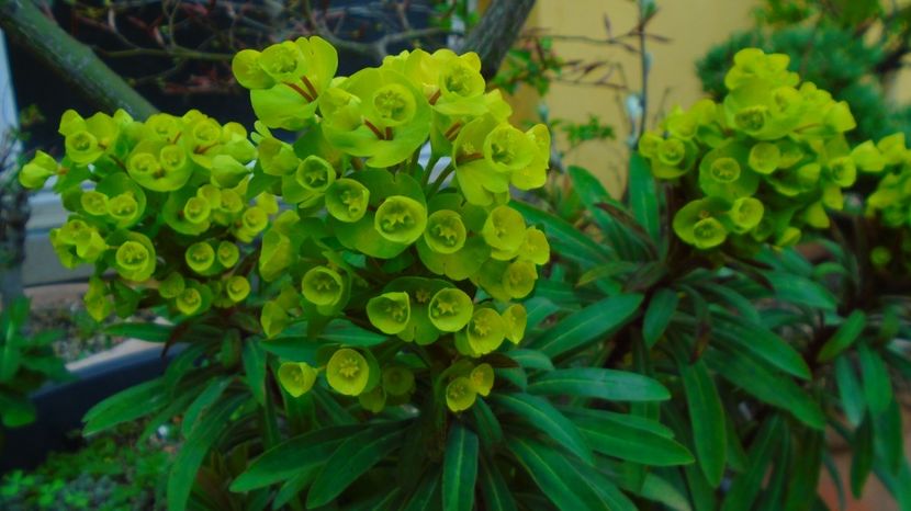 Euphorbia amygdaloides - Primavara 2021-2022-2023