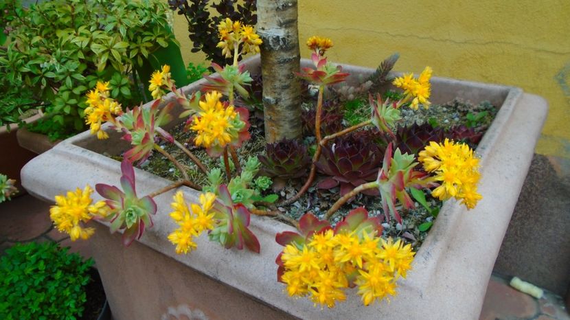 Suculenta hardy, origine Grecia - Primavara 2021-2022-2023