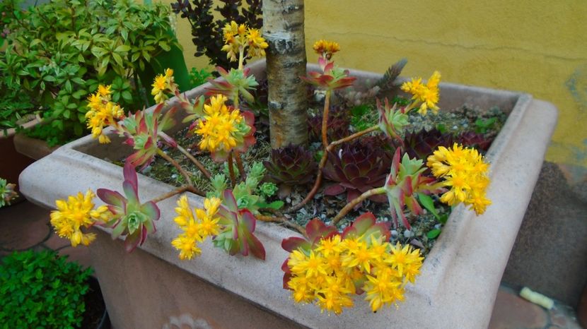 Suculenta hardy, origine Grecia - Primavara 2021-2022-2023