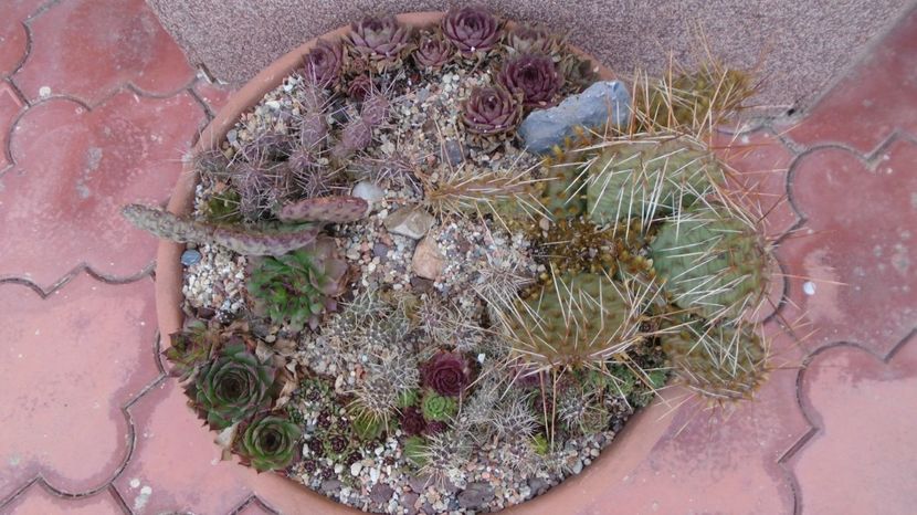 Minirocarie reamenajata - Cactusi 2022