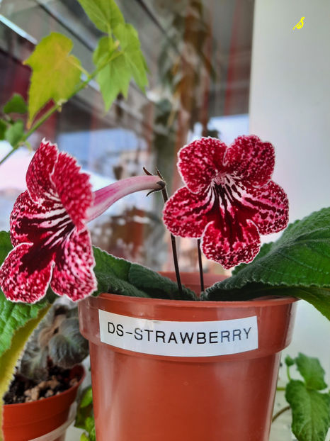 DS-Strawberry(3-04-2022) - Streptocarpusi 2022