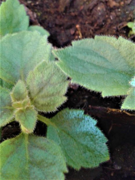 20220409_082231-1 - Rizomii de achimenes plantati astazi pentru anul 2022