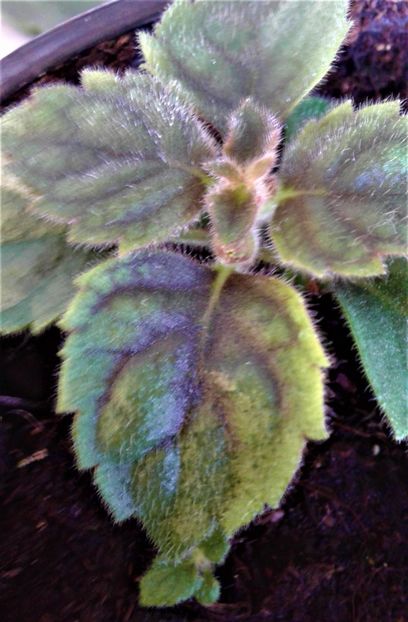 20220409_082301-2 - Rizomii de achimenes plantati astazi pentru anul 2022