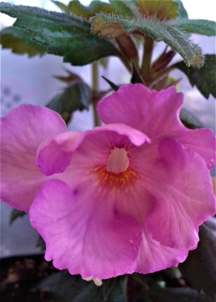 20220409_091759-1 - Rizomii de achimenes plantati astazi pentru anul 2022