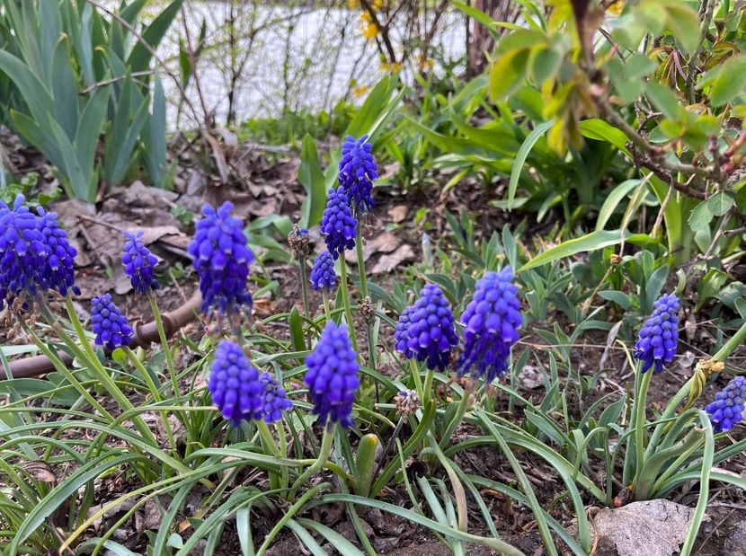 EDBAFB1D-3539-4381-85BD-754E862FF59E - Muscari 2018 2021