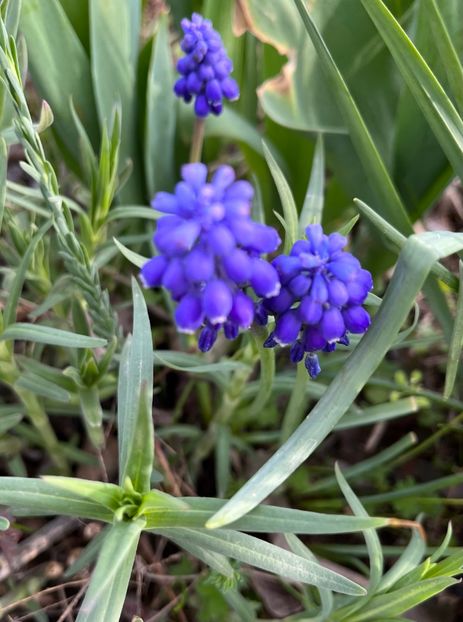 B01A7C0E-CFC7-419C-9096-1E579F6AE34F - Muscari 2018 2021