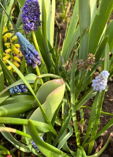 9957F0F3-035C-4855-9554-C7DEFA5FB522 - Muscari 2018 2021