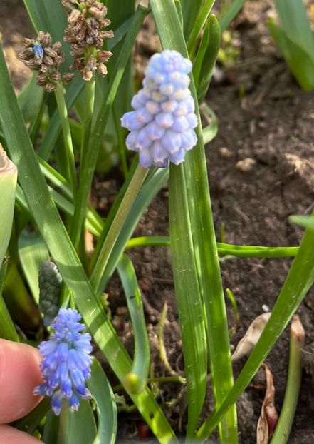 16C8A7E8-B3BF-497B-8F6C-6A3DB310F638 - Muscari 2018 2021