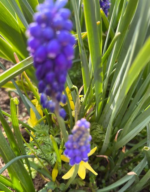 593F459D-36AB-4BA8-9FE3-49920BC231C7 - Muscari 2018 2021