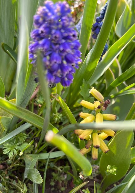 BEE0F186-7ED2-43F3-94EA-58EFFD36263C - Muscari 2018 2021