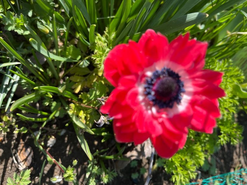 92B8461B-1B80-42E9-A3B9-52F6F1F1983B - Anemone