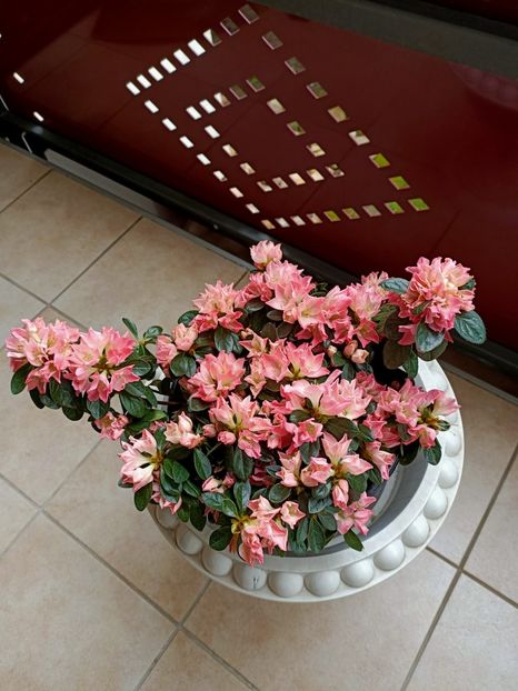 Img.2022.04.09- Rhododendron - Achiziții 2022