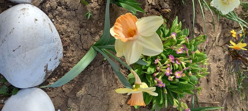  - Sub tutela soarelui