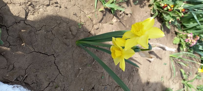  - Sub tutela soarelui