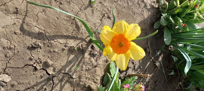  - Sub tutela soarelui