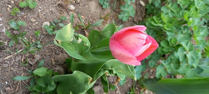  - Sub tutela soarelui